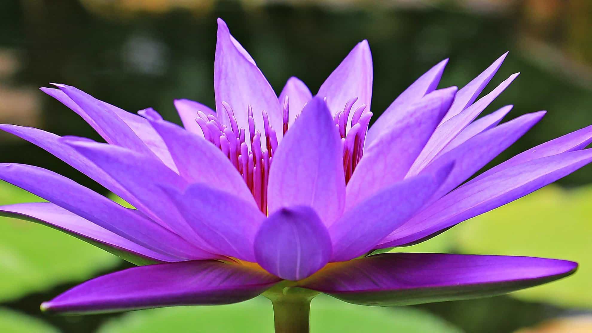 water nature blossom plant flower purple 548094 pxhere.com edited scaled